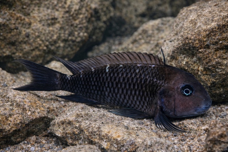 Tropheus annectens 'Kyeso'